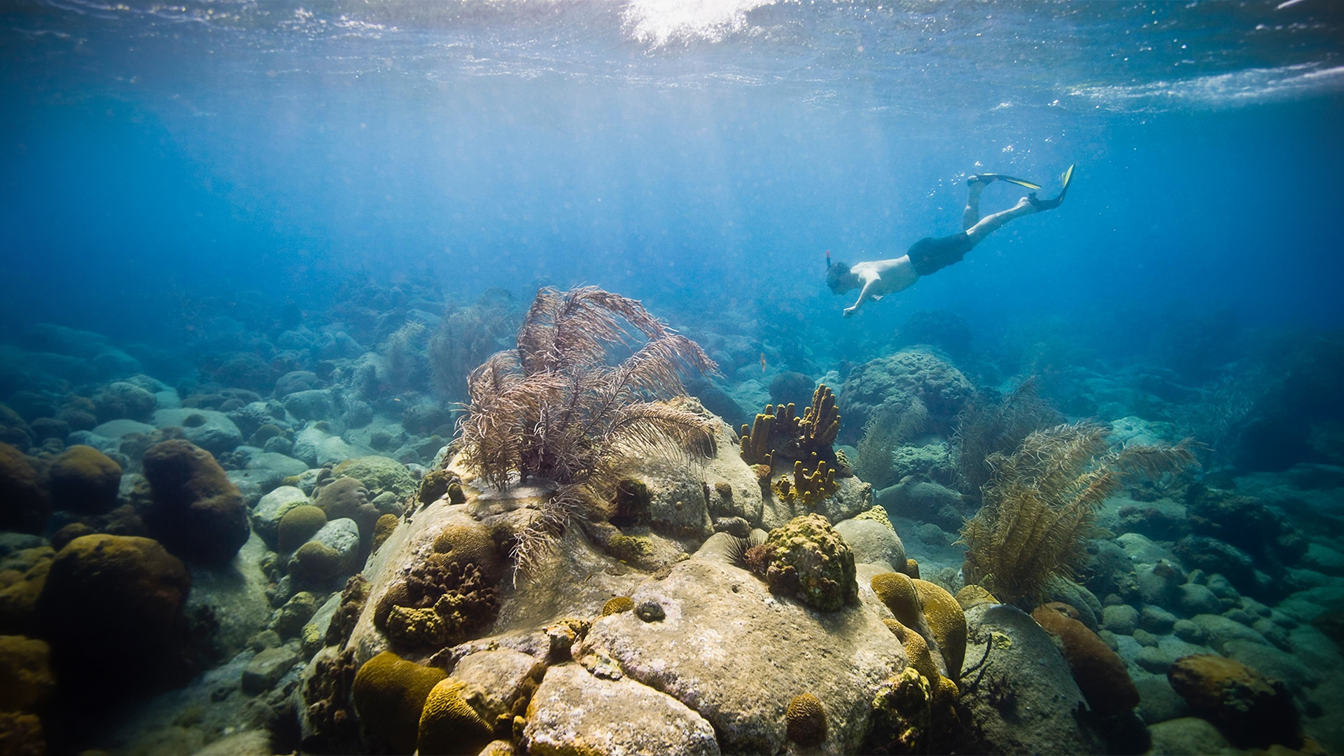 Ocean Season in Dominica, Soufrière, Scotts Head Marine Reserve