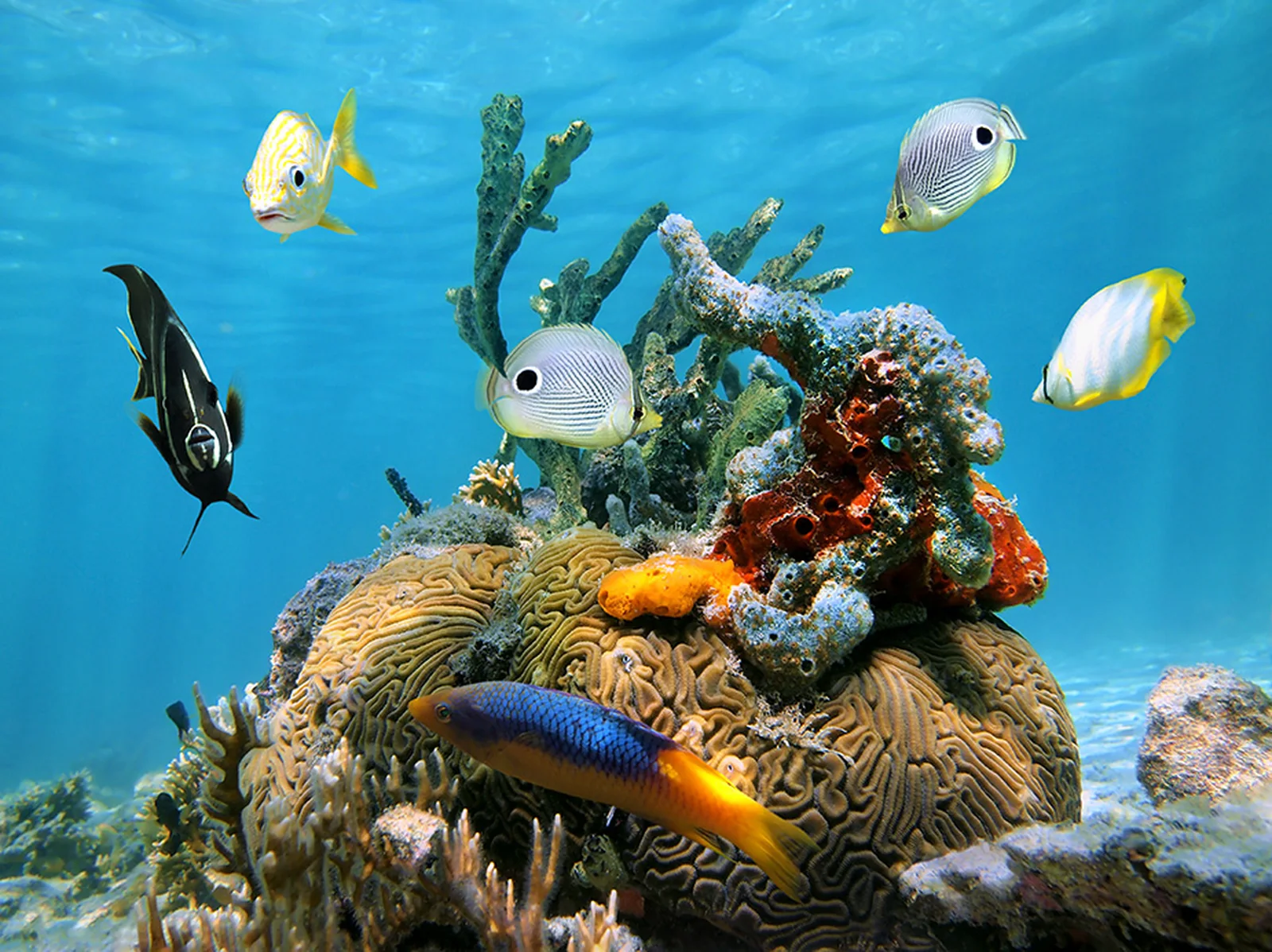 Champagne Reef