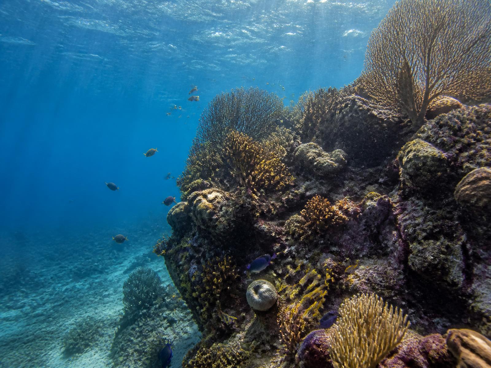Scotts Head Marine Reserve