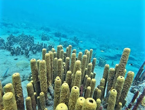 Coral reef